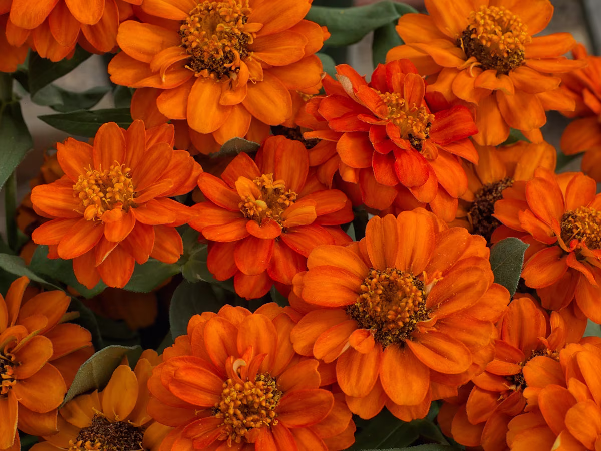 Zinnia Seeds Profusion Double Fire 100 Thru 500 Bulk Flower