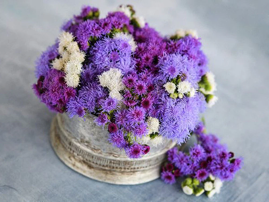 Ageratum F1 Bermuda Mixed Pelleted Flower Seeds - 15 Purple, Blue & White Flowers