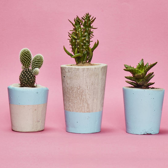 Set Of Three Blue Concrete Pots W/Cacti And Succulents, Blue