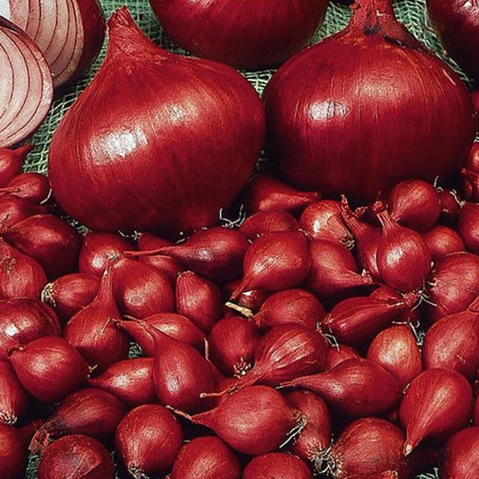 Onion Seeds Red Baron About 100