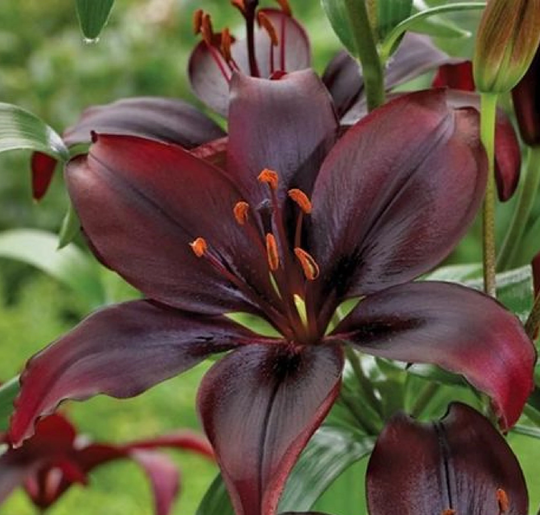 Lilium Dark Secret 20 Seeds