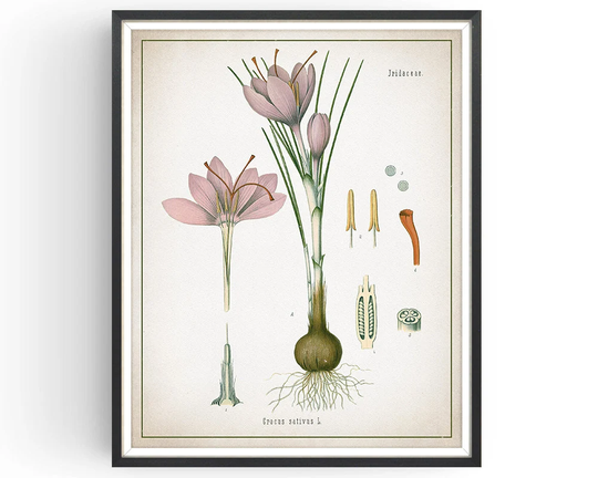 Saffron Crocus - Botanical Print Vintage Saffron Spice Medicinal Plant Botany Decor Kitchen Unframed
