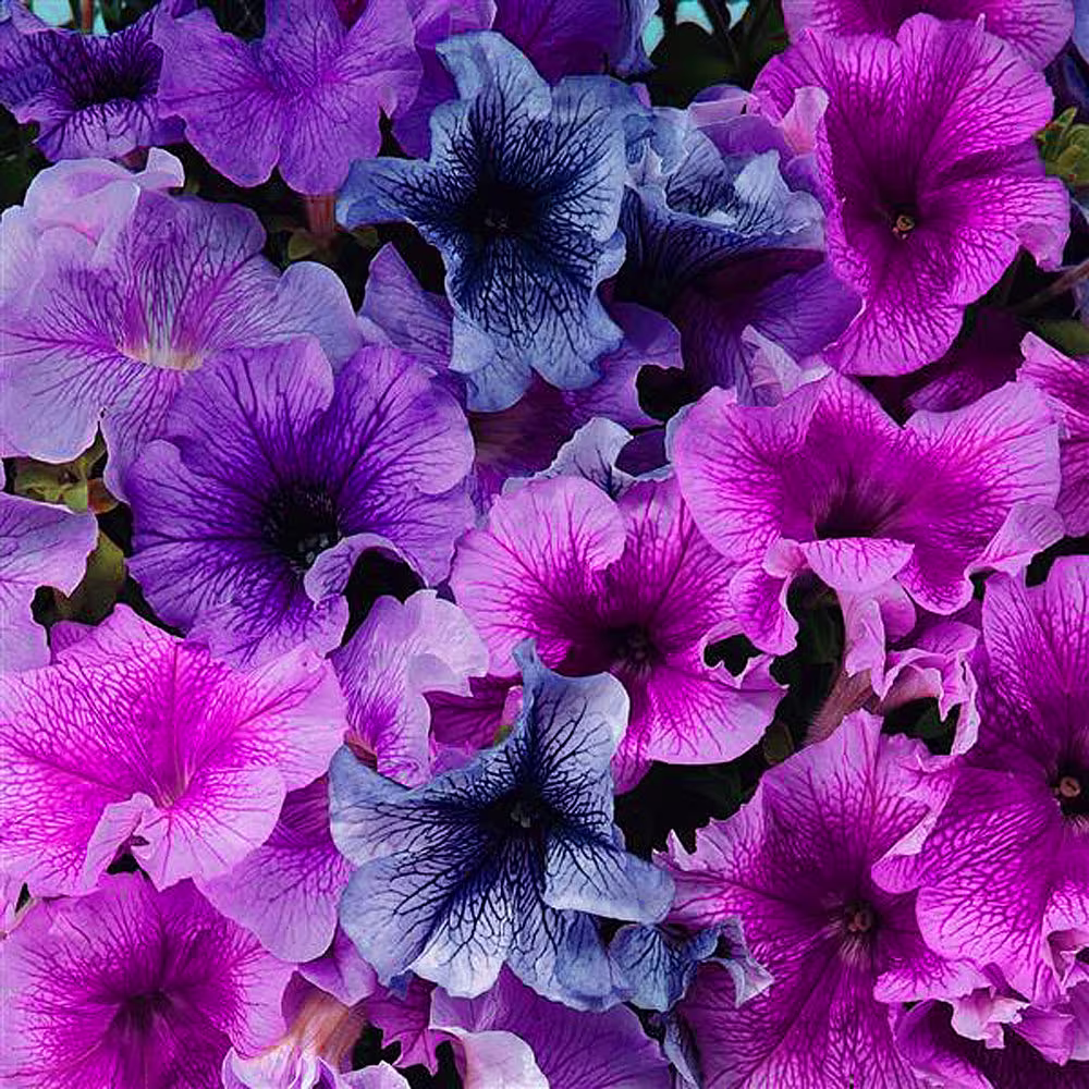 Petunia F1 Daddy Mixed Pelleted Flower Seeds - Approx. 35 Organic Seed