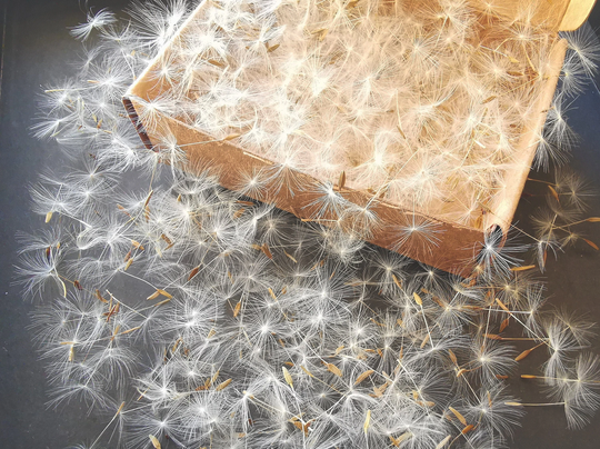 550 - 1100 Dandelion Seeds With Wisps Attached, Jewelry Making Supply, Dry Flower For Jewelry, Resin Dried Seed