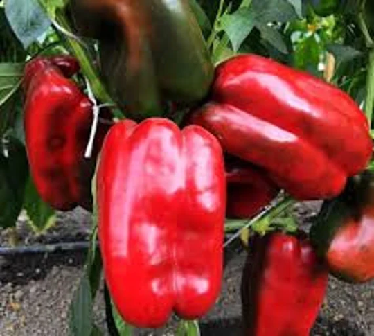 Sweet Pepper Seeds Red Giant