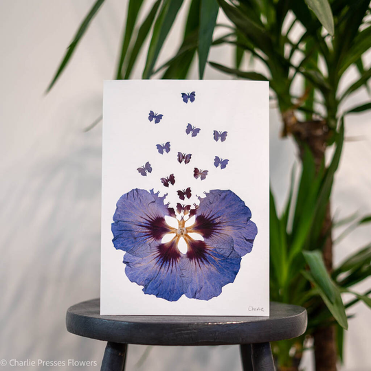 Blue Hibiscus With Butterflies A4 Pressed Flower Print