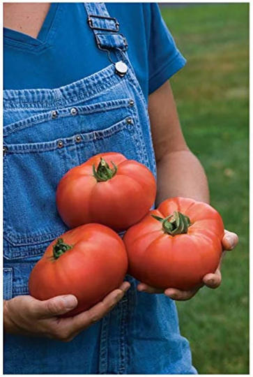 Vegetable - Tomato Knockout F1 12 Premium Quality Seeds