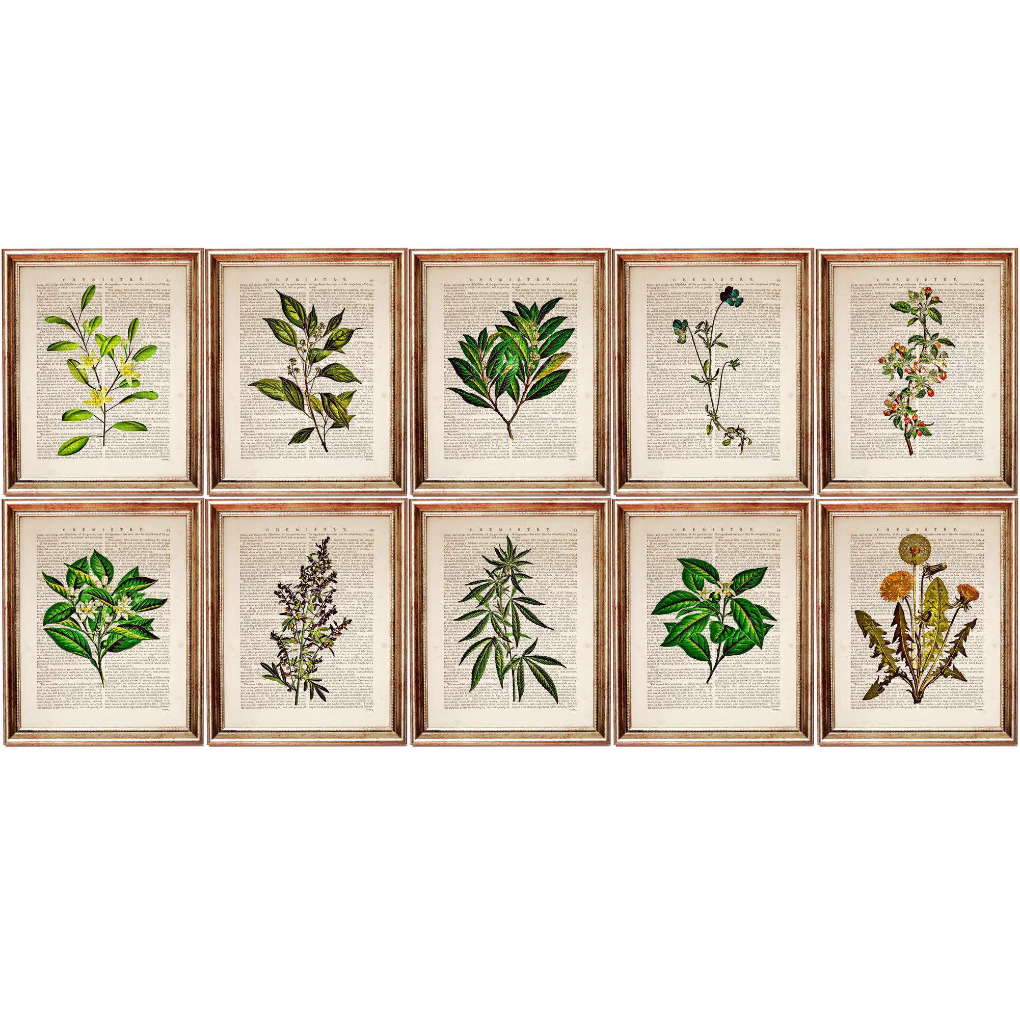 Set Of 10 Wall Art, Botanical Print 10, Herbal Green Leaf Print, Herb Poster For Kitchen, Vintage Greenery Hanging Art