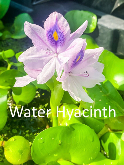 Buy 2 Get 1, Water Hyacinth