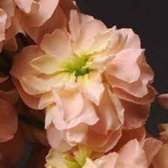 Seeds - Katz Apricot Stock Matthiola