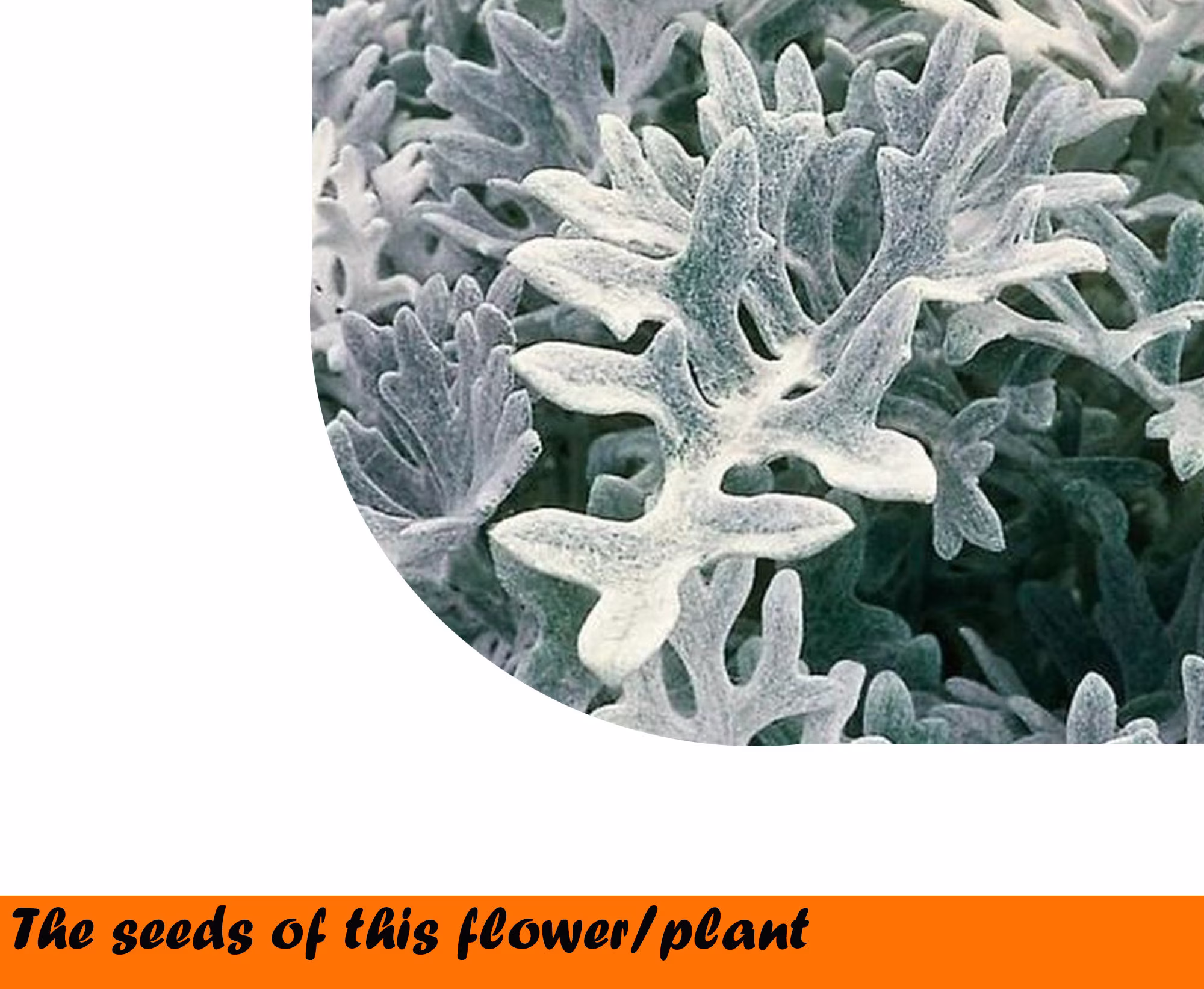 Silver Ragwort Candicans 0.1 G. ~180 Seeds