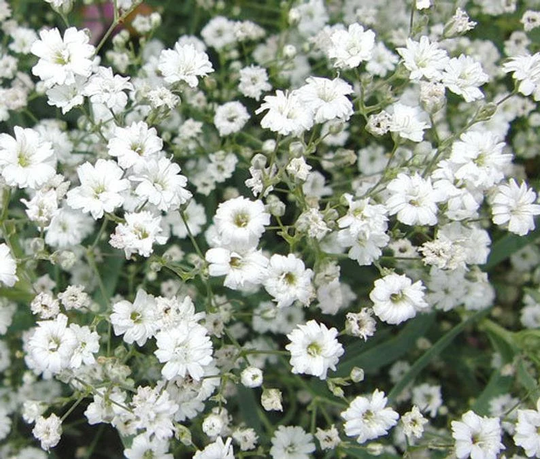 125+ Babys Breath Seeds, Flower Non Gmo