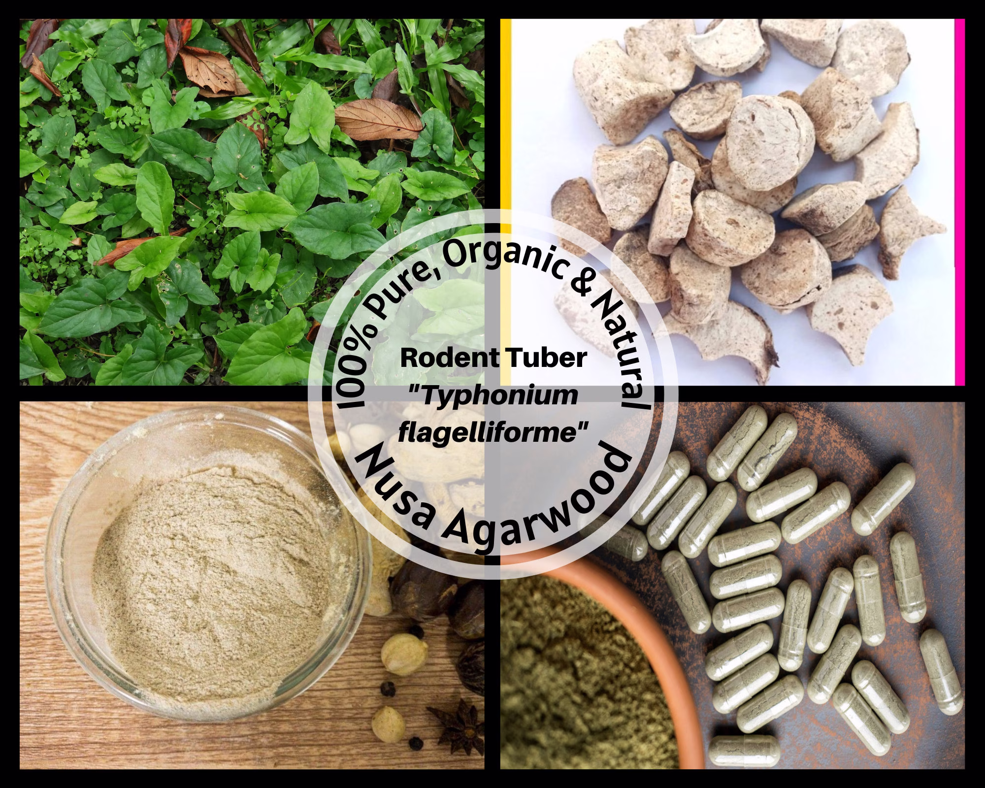 Dried Tuber/Powder Capsule - Rodent Typhonium Flagelliforme Organic 100% Non Gmo Fresh Tea