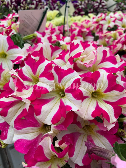 Petunia Seeds Stellaris F1, Petunia, Organic - #355