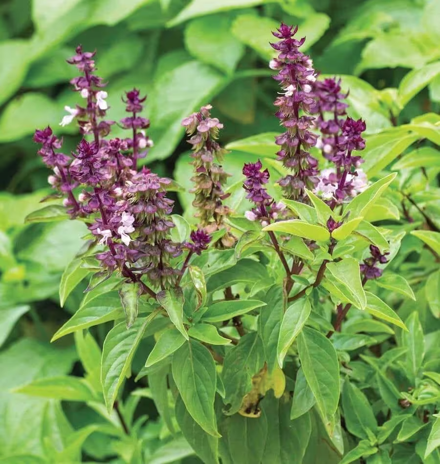 Anise Basil Seeds | Ocimum Basilicum Pot Herb Garden Ornamental Thai Black Licorice Persian Medicinal Seed Non Gmo For 2023 Fast Shipping