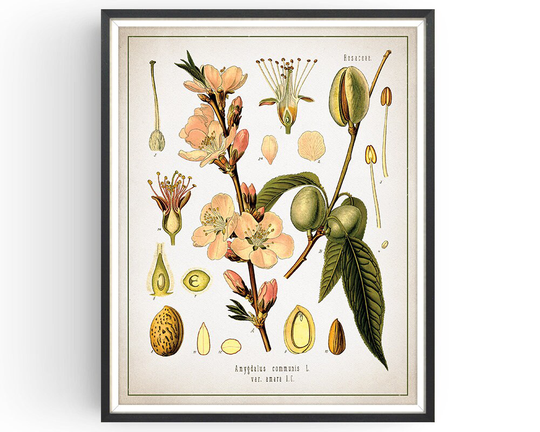Almond Print - Botanical Vintage Aromatherapy Art Medicinal Plant Botany Kitchen Decor Unframed