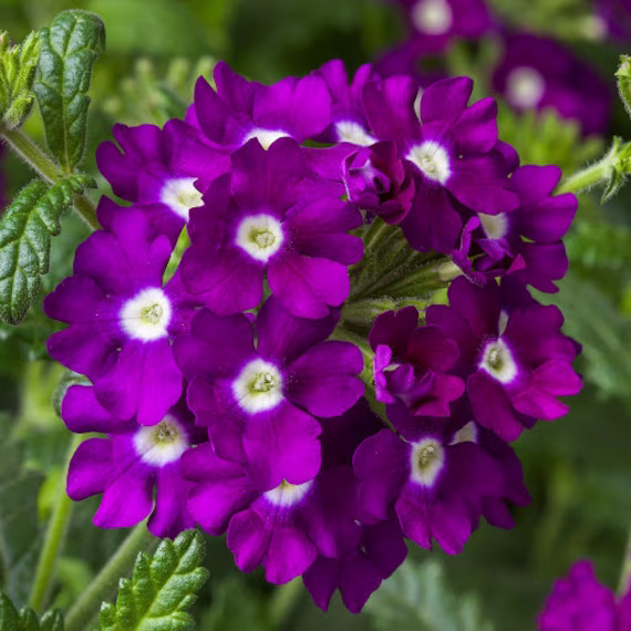 Flower Seeds Verbena Purple