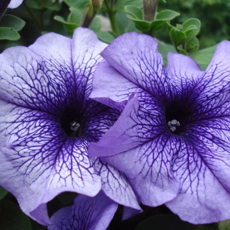 Petunia Daddy Blue F1 Seeds Annual Flowering Non Gmo For Planting | 202595