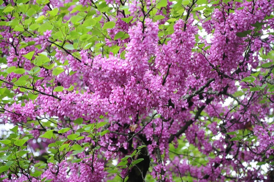 10 X Pink Flowering Judas Tree Seeds Cercis Siliquastrum