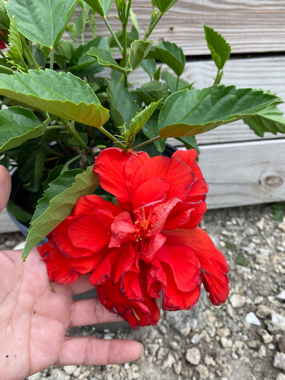 Hibiscus "Double Red' 10