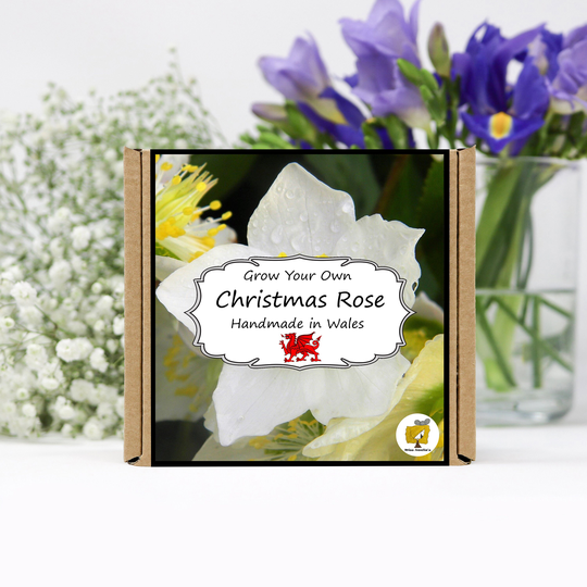 Grow Your Own Christmas Rose Plant Kit. Rose Seeds Growing Kit. Gardening Gifts For Women, Men, Him, Her, Grandad & Children