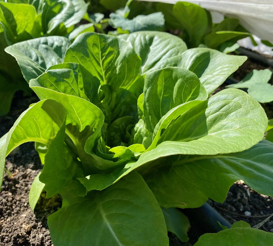 Dark Green Cos Lettuce Seeds/Heirloom Romaine Salad Greens Container Vegetable Patio Garden Non-Gmo
