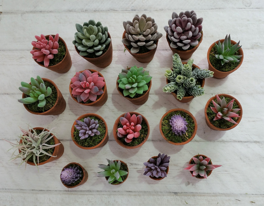 Little Gift Succulents Succulent Pots Planter Plants Favours Faux Fake Terracotta