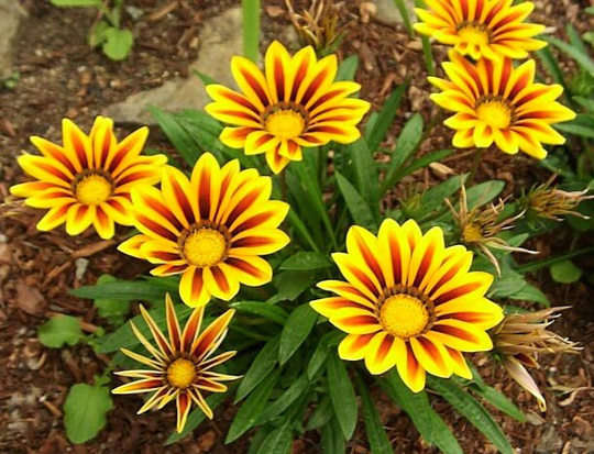 Gazania Mixture - 100 Seeds Gmo Free