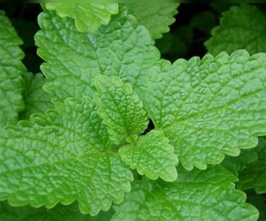 Lemon Balm Herb 100 Seeds | Non-Gmo Free Shipping