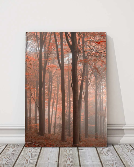 Forest in Autumn. Beautiful Seasonal Colours Of Autumn A Foggy Forest. Canvas Picture Print