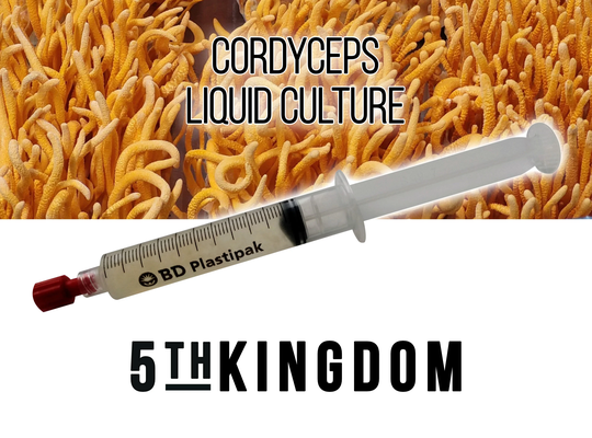 Cordyceps Liquid Culture
