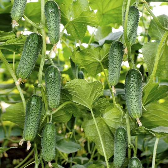 Cucumber Arktika F1 Seeds Self-Pollinating Non Gmo For Planting | 204503