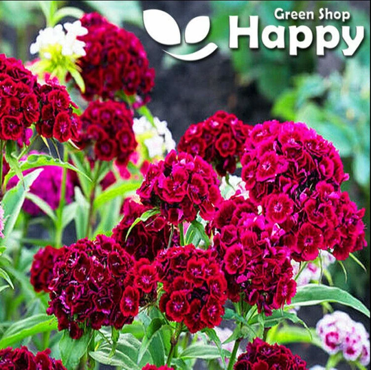 Sweet William Scarlet - 1000 Seeds | Dianthus Barbatus