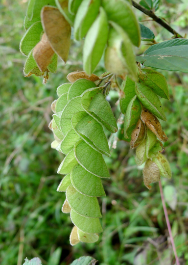 200 Flemingia Chappar Seeds, Luck Plant Wild Hops Seeds