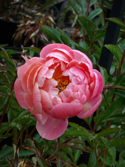 35th Wedding Anniversary Gifts Paeonia Coral Charm