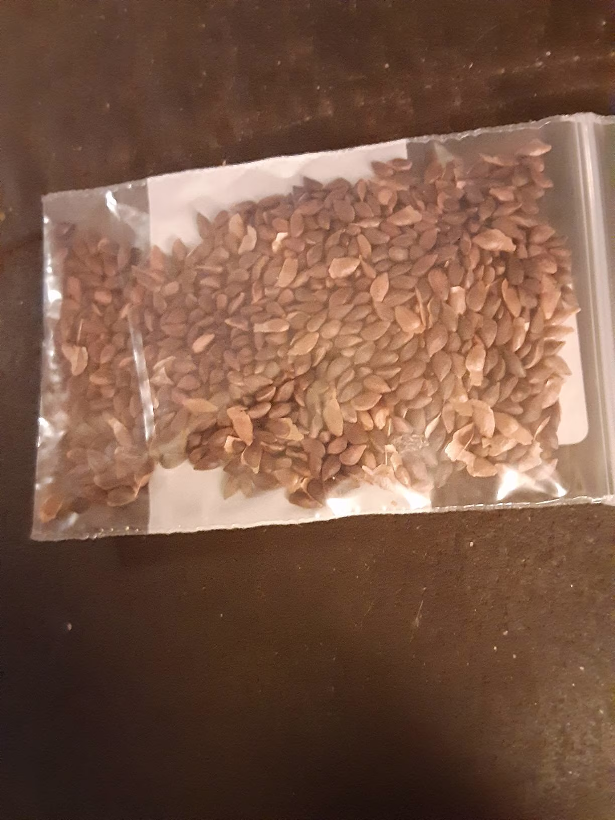 Siberian Spruce Tree Seeds
