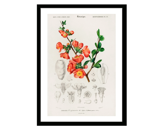 Maule's Quince Vintage Botanical Poster Print Of Retro Herbs Plants & Trees Illustration Kitchen Art Decor. Giclee Set