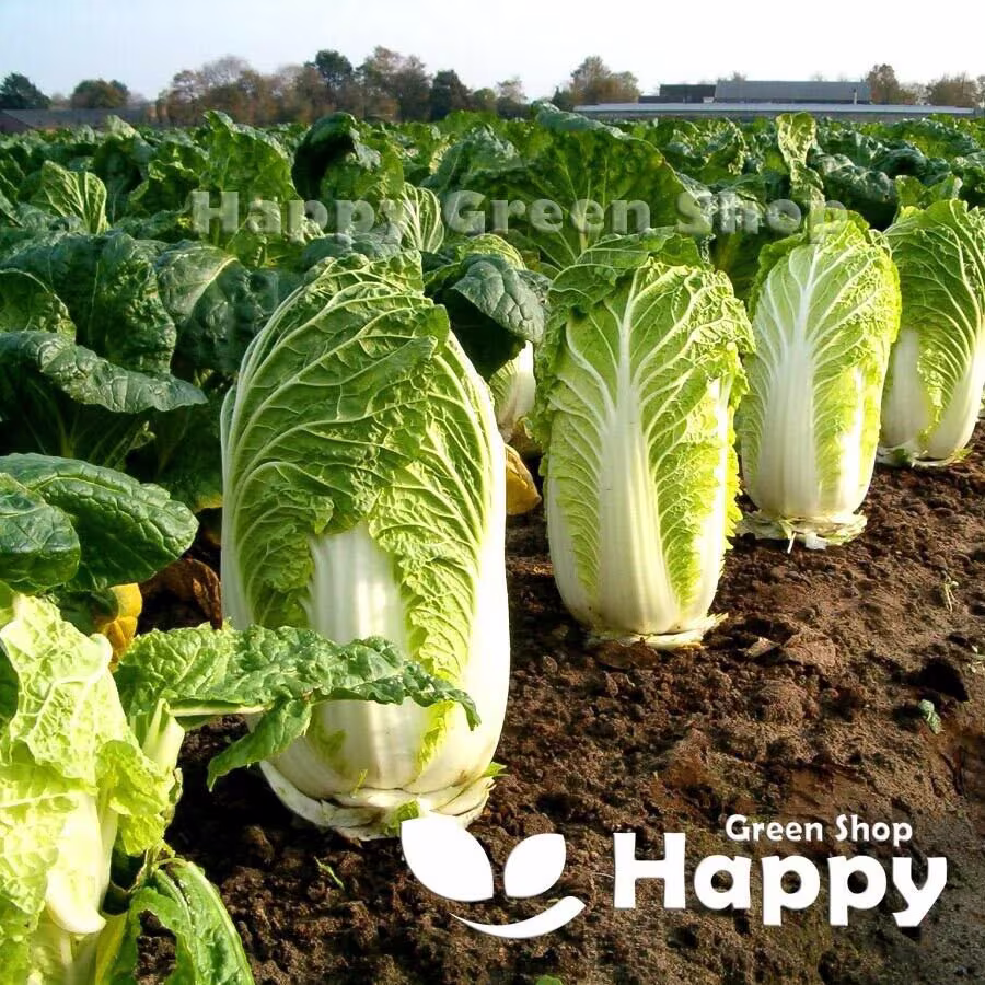 Vegetable - Chinese Cabbage Hilton 400 Seeds Selected Brassica Rapa