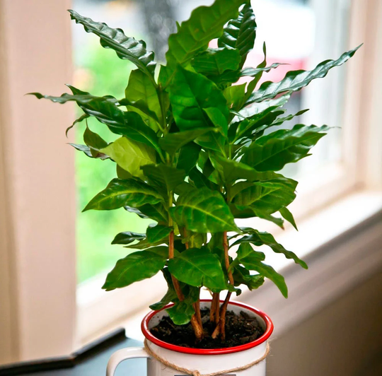 Flower Seeds Coffee Tree