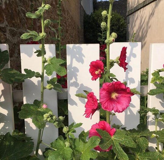 Hollyhocks | Alcea Rosea | Mixed Colours | Sold As Small Transplants To Plant Yourself Free UK Postage