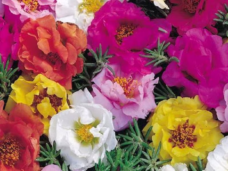 Portulaca Seeds Double Mix 500 Thru 2, 000 Perennial