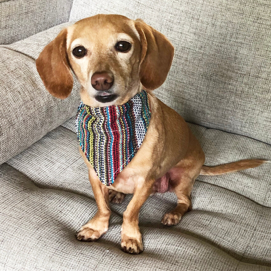 Walking Palm 100% Organic Dog Bandana | Bohemian Multi-Color Woven
