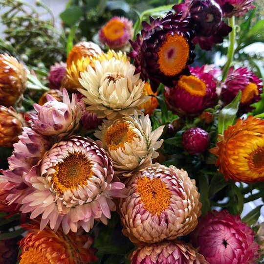 strawflower | Paper Daisy Tall Flora Flower Garden Special Mixed 125 Seeds Annual | Papery Flowers Grown On Plants Up To 36 Inches Tall Rare