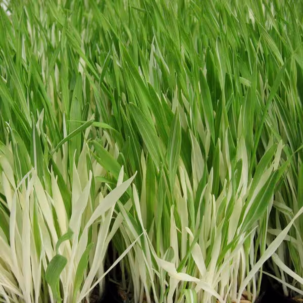Tabby Cat Grass Indoor Pet Seeds -