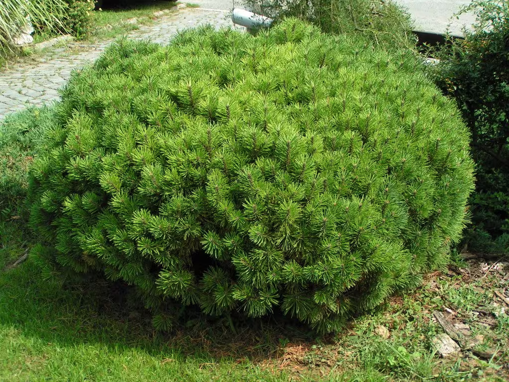 Mountain Pine Tree Seeds