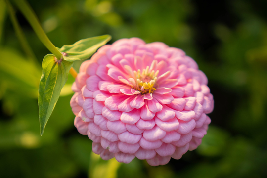 Luminosa Zinnia Seeds, Light Pink Zinnias, 200 Seeds // Zinnia Elegans