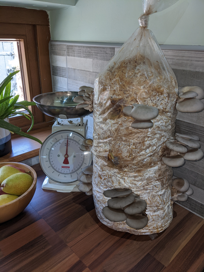 Oyster Mushroom Straw Log Grow Kit