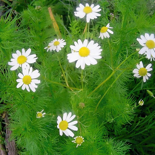 Chamomile Herb Vegetable Seeds Matricaria Chamomilla Variety Approx. 10000 Organic Seeds