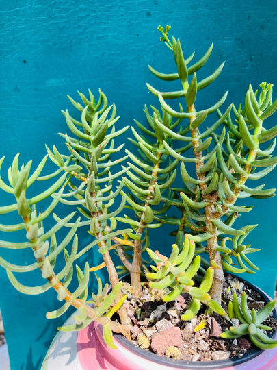 5 Pine Tree Succulent Live Rooted