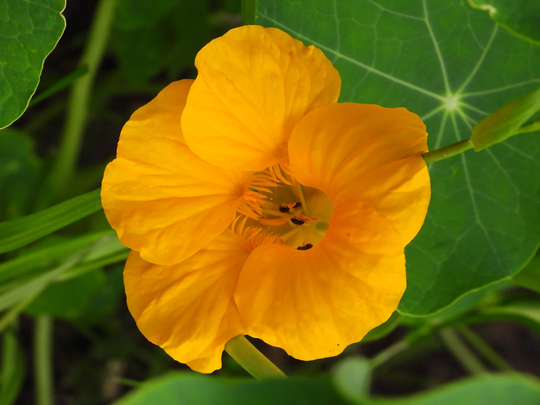 Nasturtium Seeds "Color Megamix
